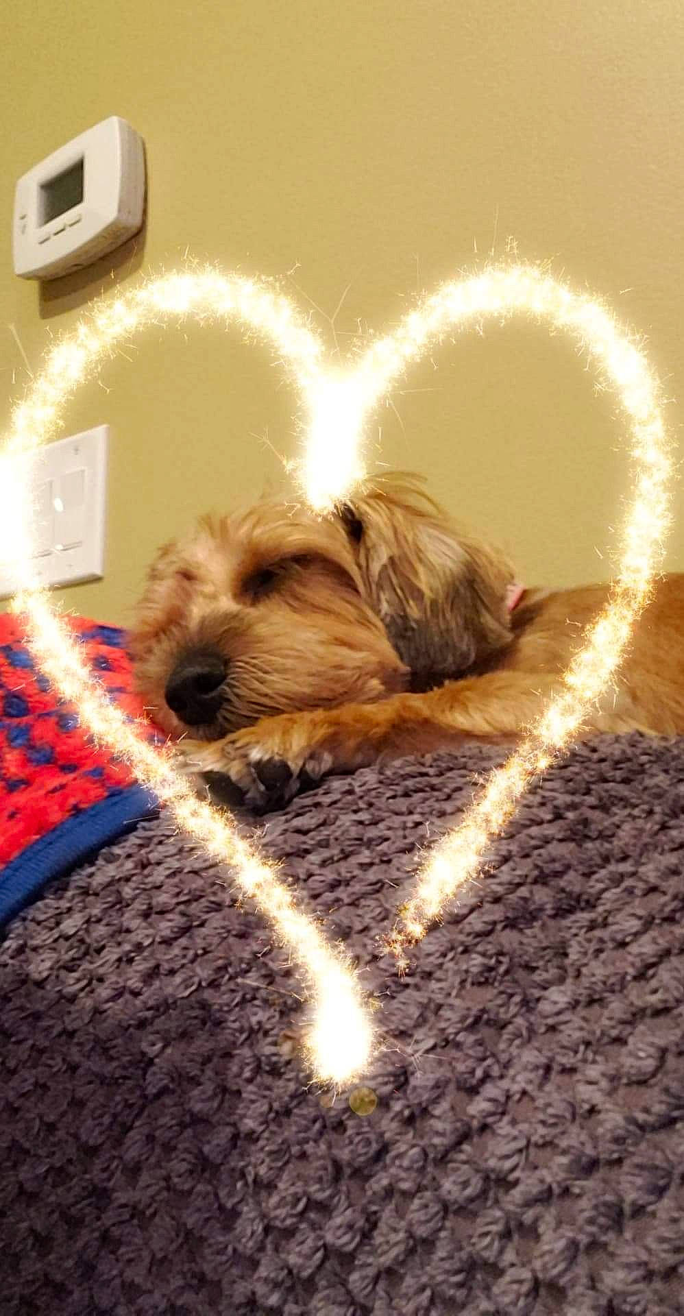 Khloe joined the competition — help win amazing prizes! carnivore, comfort, companion_dog, dog, dog_breed, dog_supply, fawn, flooring, fur, heat, paw, puppy_love, small_terrier, snout, sporting_group, tail, terrier, toy_dog, wall_plate, working_animal