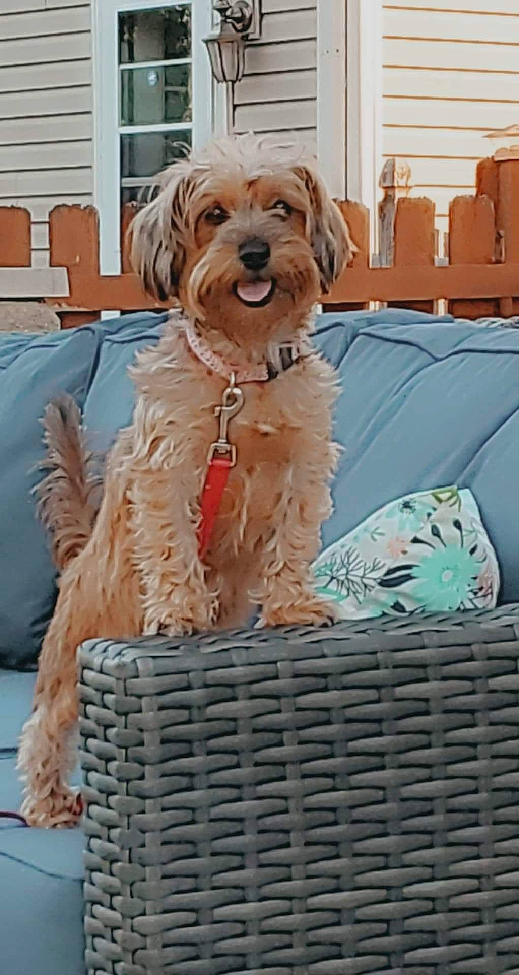 Khloe joined the competition — help win amazing prizes! basket, carnivore, chair, companion_dog, dog, dog_breed, dog_clothes, dog_supply, door, firefighter, fur, liver, sporting_group, storage_basket, terrier, toy_dog, wicker, window, wood, working_animal