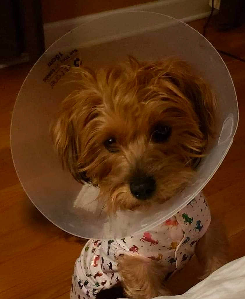 Khloe joined the competition — help win amazing prizes! canidae, carnivore, companion_dog, dog, dog_breed, dog_supply, firefighter, fur, hardwood, liver, maltepoo, puppy_love, small_terrier, snout, sporting_group, terrier, toy_dog, wood, working_animal, yorkipoo