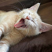 Phyllis joined the competition — help win amazing prizes! kitten, cat, yawning, sleepy, fur, whiskers, pet, animal, closeup, cute, domestic_cat, resting, relaxing, soft, indoor, young, mammal, feline, pink_nose, ears