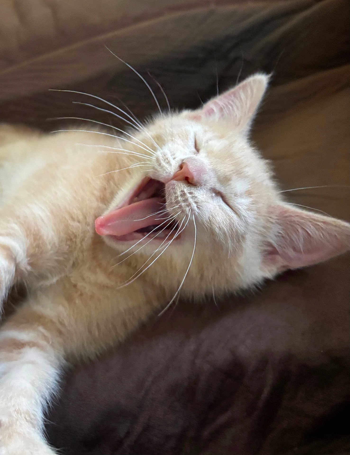 Phyllis joined the competition — help win amazing prizes! kitten, cat, yawning, sleepy, fur, whiskers, pet, animal, closeup, cute, domestic_cat, resting, relaxing, soft, indoor, young, mammal, feline, pink_nose, ears