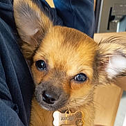 Amour a rejoint le concours — aidez-le/la à gagner de superbes lots ! dog, puppy, close_up, pet, ears, tag, collar, brown_fur, cute, snuggle, indoor, animal, face, canine, portrait, adorable, young, fur, domestic_animal, love