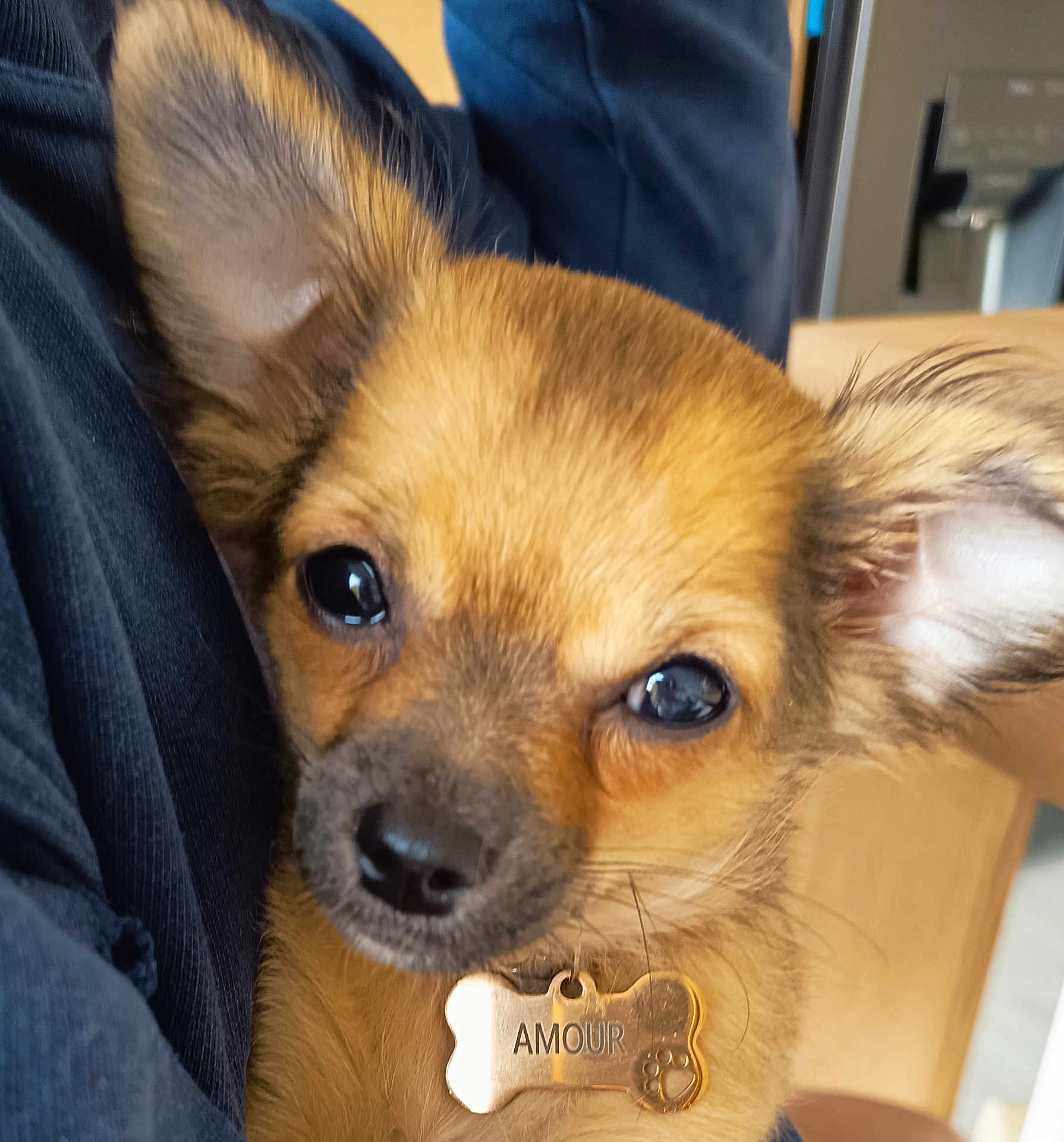 Amour a rejoint le concours — aidez-le/la à gagner de superbes lots ! dog, puppy, close_up, pet, ears, tag, collar, brown_fur, cute, snuggle, indoor, animal, face, canine, portrait, adorable, young, fur, domestic_animal, love