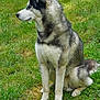 Mabrouck participe au concours pour gagner de l'argent avec cette photo : alert, animal, canine, companion, daylight, dog, domestic_animal, fur, grass, greenery, mammal, nature, outdoor, pet, portrait, profile, quiet, siberian_husky, side_view, sitting