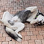 animal, brick_patio, canine, collar, cute, dog, domestic_animal, fur, happy, husky, lying_down, mammal, outdoor, paw, pet, playful, relaxed, resting, smiling, tail