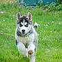 active, animal, canine, cute, dog, ears, front_view, fur, grass, husky, mammal, nature, outdoor, pet, playful, puppy, running, tail, walking, young