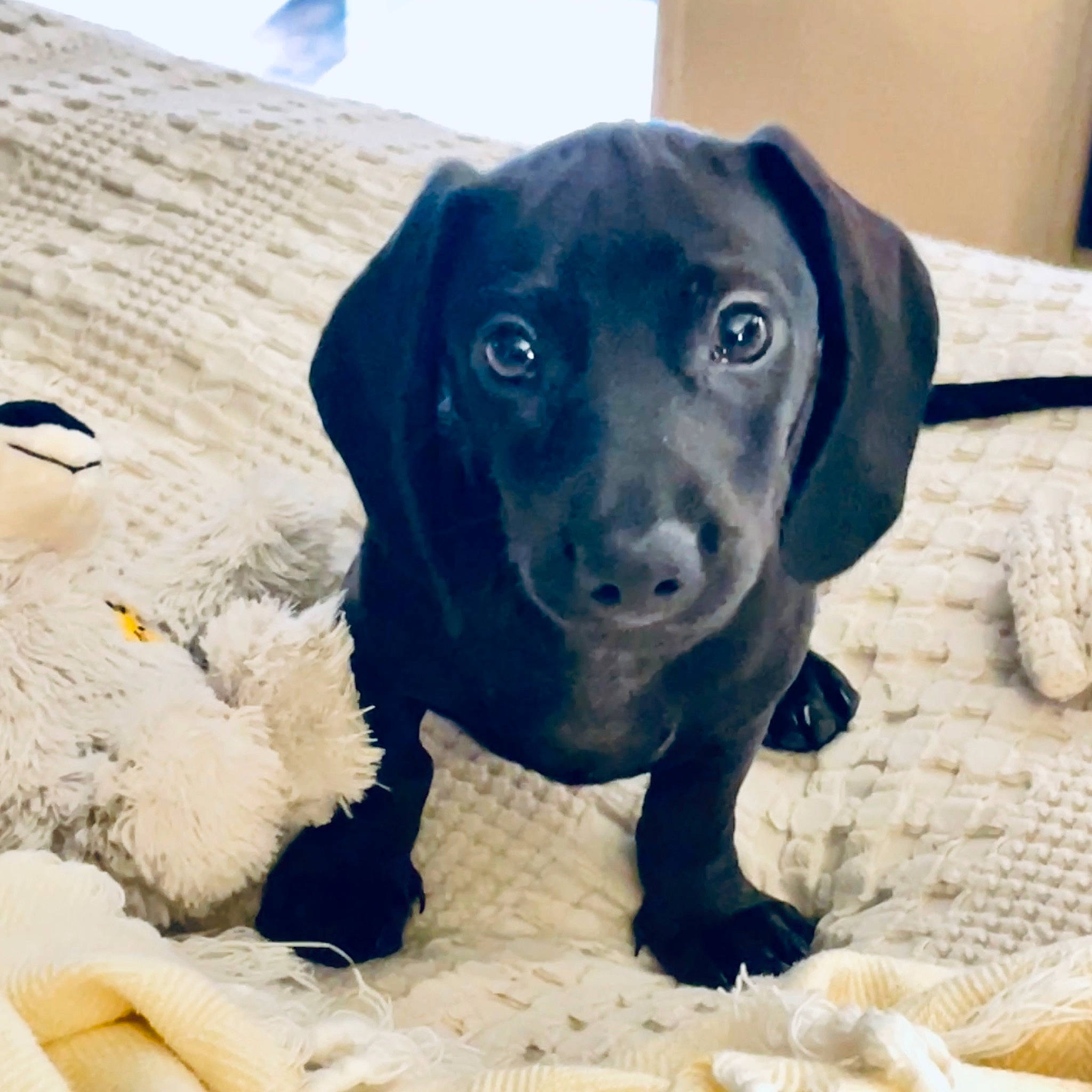 Coal joined the competition — help win amazing prizes! beach, borador, canidae, carnivore, companion_dog, dog, dog_breed, dog_collar, electric_blue, fawn, gun_dog, liver, pet_supply, pointing_breed, retriever, snout, sporting_group, whiskers, wood, working_animal