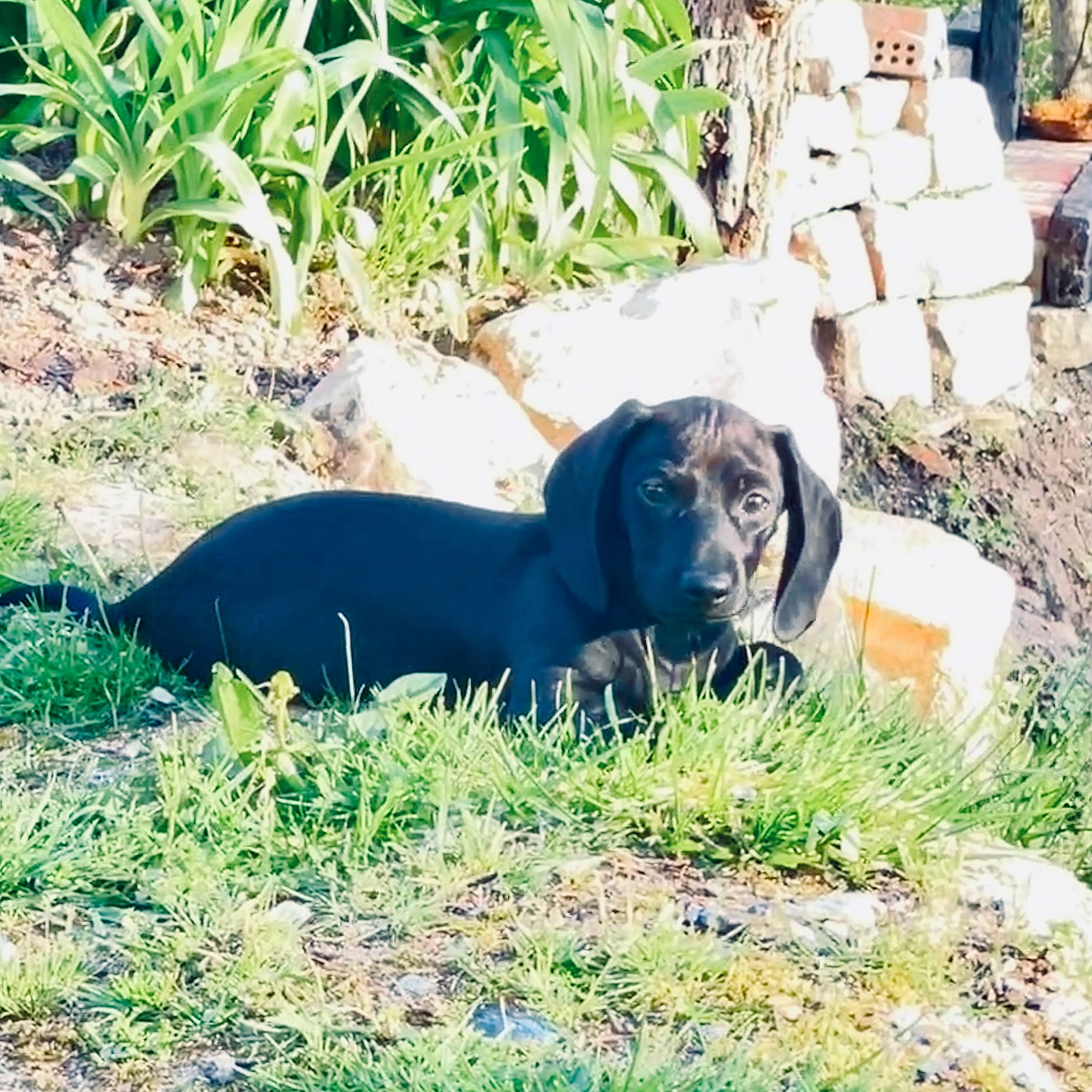 Coal joined the competition — help win amazing prizes! borador, canidae, carnivore, companion_dog, dog, dog_breed, fawn, grass, groundcover, gun_dog, liver, plant, retriever, snout, soil, sporting_group, tail, terrestrial_animal, wildlife, working_animal