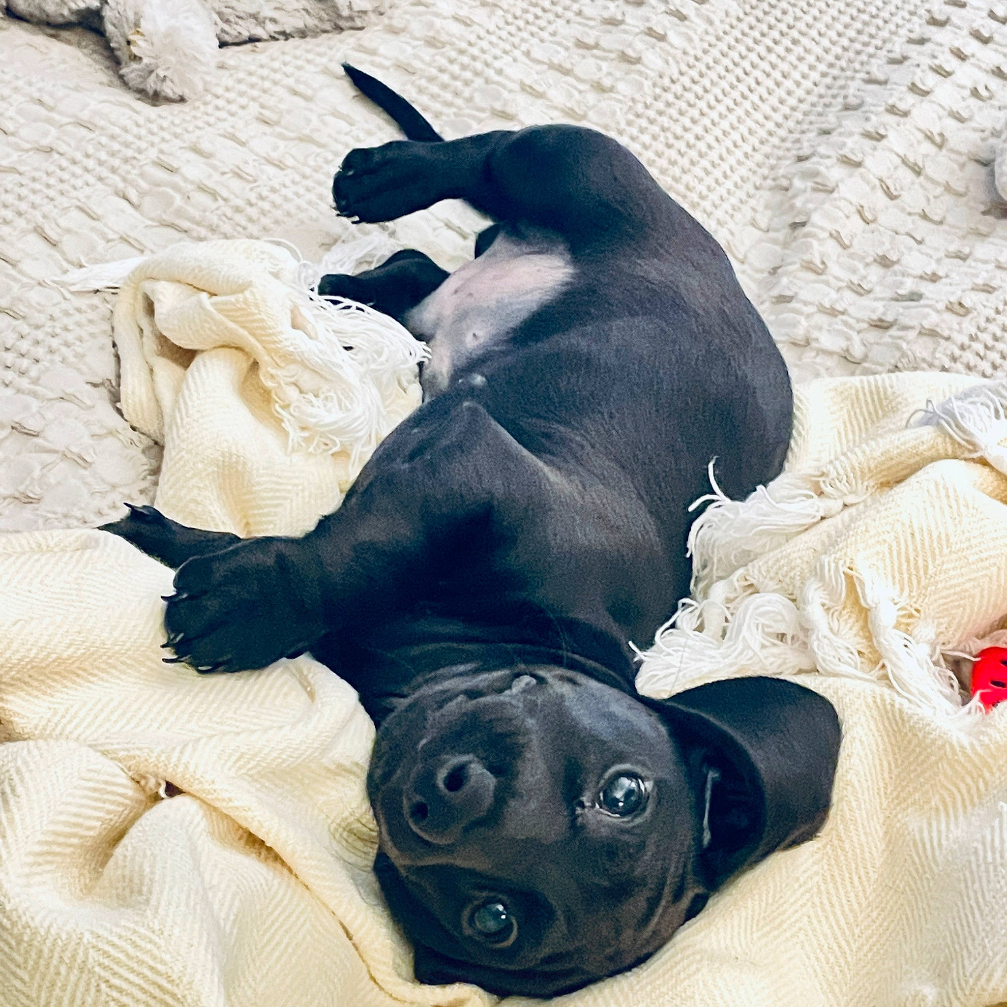 Coal is registered to the contest to win money with this photo: bed, canidae, carnivore, comfort, companion_dog, couch, dog, dog_breed, dog_supply, fawn, guard_dog, hound, linens, paw, snout, sporting_group, tail, terrestrial_animal, toy_dog, working_animal