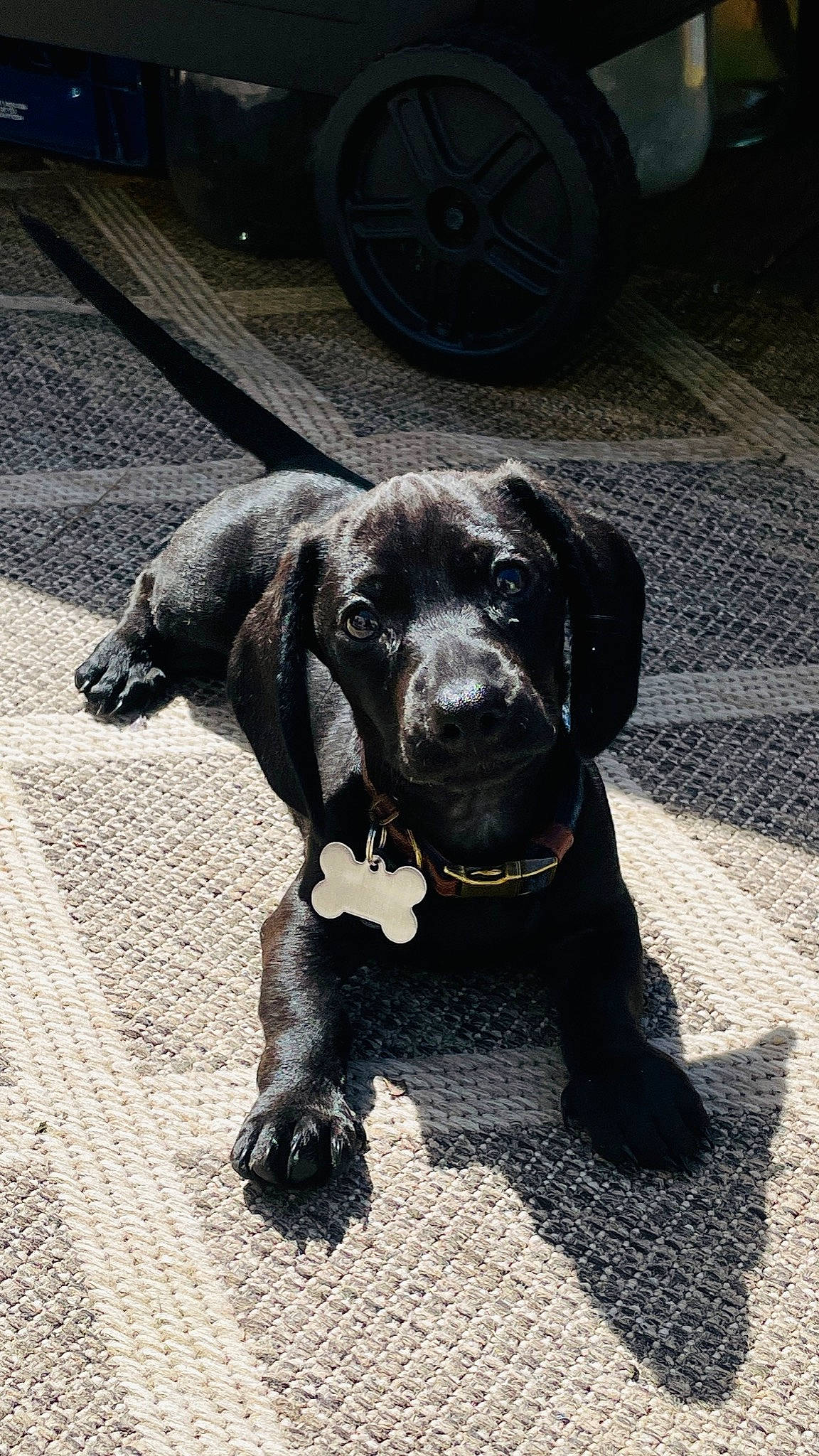 Coal joined the competition — help win amazing prizes! asphalt, automotive_lighting, automotive_tire, carnivore, collar, companion_dog, dog, dog_breed, dog_collar, fender, grey, liver, pointing_breed, retriever, road_surface, tire, vehicle, wheel, whiskers, working_animal