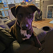 Candycane is registered to the contest to win money with this photo: dog, pet, indoor, living_room, recliner, furniture, brown_dog, white_patch, curious, relaxed, fan, baby_gate, kitchen, appliances, window, curtains, floor, home, cozy, domestic