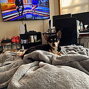 Chris joined the competition — help win amazing prizes! dog, blanket, indoor, television, chair, furniture, window_blinds, bottle, sitting, pet, living_room, cozy, small_dog, black_dog, tan_dog, electronics, shelf, remote_control, human_figures_on_tv, conversation
