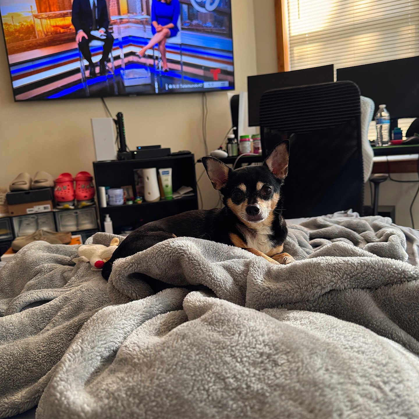 Chris joined the competition — help win amazing prizes! dog, blanket, indoor, television, chair, furniture, window_blinds, bottle, sitting, pet, living_room, cozy, small_dog, black_dog, tan_dog, electronics, shelf, remote_control, human_figures_on_tv, conversation