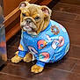 Frannie is registered to the contest to win money with this photo: bulldog, puppy, dog, pet, pajamas, donut_pattern, blue_clothing, indoor, kitchen, wooden_floor, sitting, cute, wrinkled_face, jowls, paws, front_paws, brown_fur, portrait, candid, cozy