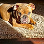 Frannie is registered to the contest to win money with this photo: dog, bulldog, puppy, pet, carpet, sunbeam, sunlight, shadow, paws, face, nose, tongue, indoor, home, brown_coat, wrinkled, cute, relaxed, lying_down, portrait