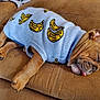 dog, puppy, bulldog, sleeping, sweater, banana_pattern, blue_sweater, couch, brown_couch, tongue_out, paw, paw_pad, nail, cozy, nap, pet, domestic_animal, fur, textile, pattern