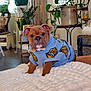 dog, bulldog, puppy, sweater, banana_pattern, indoor, blanket, potted_plant, houseplant, cozy, pet, portrait, brown_coat, cute, staring, furniture, living_room, decorative, knitted_clothing, hardwood_floor