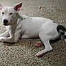 dog, white_dog, black_spots, carpet, pet, animal, lying_down, indoor, canine, ears_up, alert, paw, tail, fur, domestic_animal, cute, pet_portrait, relaxed, side_view, attention