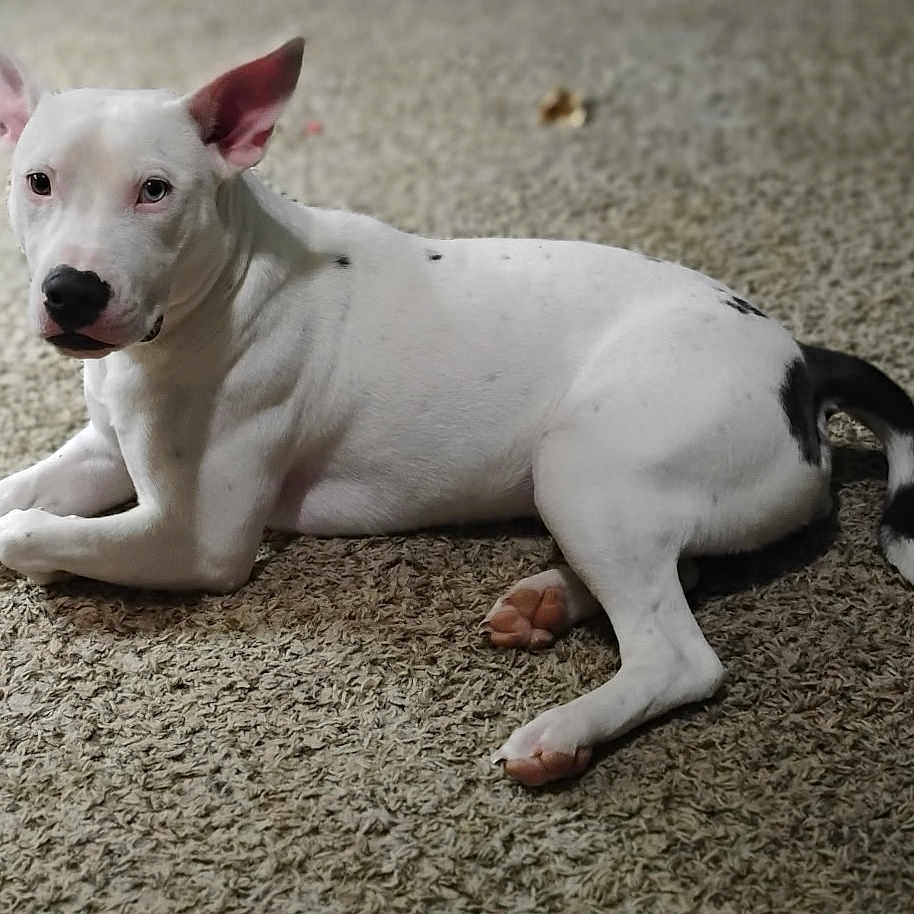 Nova
