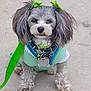 accessories, adorable, animal, calm, close_up, concrete, cute, dog, dog_collar, fluffy, gray_fur, green_bows, green_leash, leash, outdoor, pet, pet_outfit, sitting, small_dog, white_fur