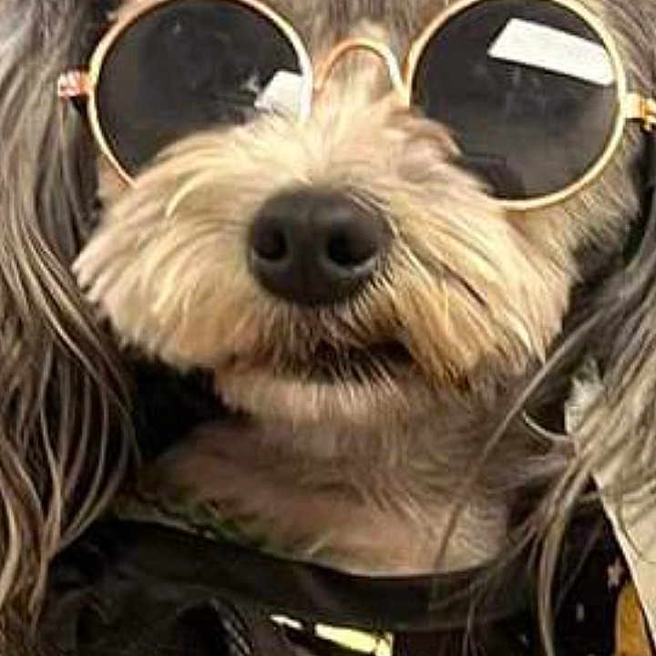 Penelope is registered to the contest to win money with this photo: accessories, animal, black_clothing, canine, close_up, companion, cute, dog, fashion, funny, fur, grey_fur, hat, human_hand, indoor, nail_polish, pet, portrait, rings, sunglasses