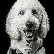 Winston is registered to the contest to win money with this photo: animal, animal_rescue, animal_welfare, bandana, black_and_white, canine, close_up, curly_fur, dog, domestic_animal, friendly, fur_texture, happy, headshot, leash, pet, portrait, service_dog, smiling, studio