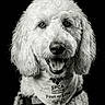 animal, animal_rescue, animal_welfare, bandana, black_and_white, canine, close_up, curly_fur, dog, domestic_animal, friendly, fur_texture, happy, headshot, leash, pet, portrait, service_dog, smiling, studio