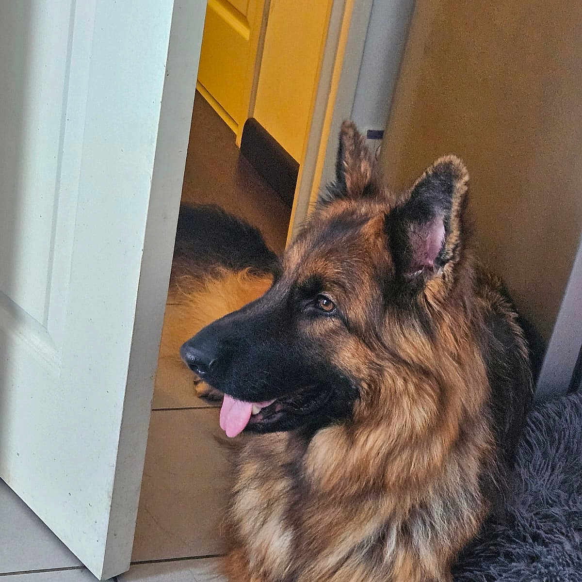 Tiya a rejoint le concours — aidez-le/la à gagner de superbes lots ! animal, canine, dog, door, germanshepherd, hardwood, indoors, interiordesign, mat, pet, puppy, snout, window, wood