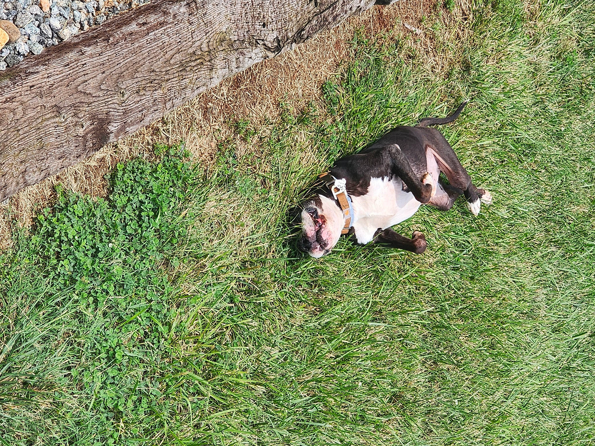 Trouble is registered to the contest to win money with this photo: _geese_and_swans, beak, carnivore, companion_dog, dog_breed, duck, ducks, grass, grassland, grazing, groundcover, landscape, livestock, pasture, people_in_nature, plant, soil, tail, terrestrial_animal, water_bird