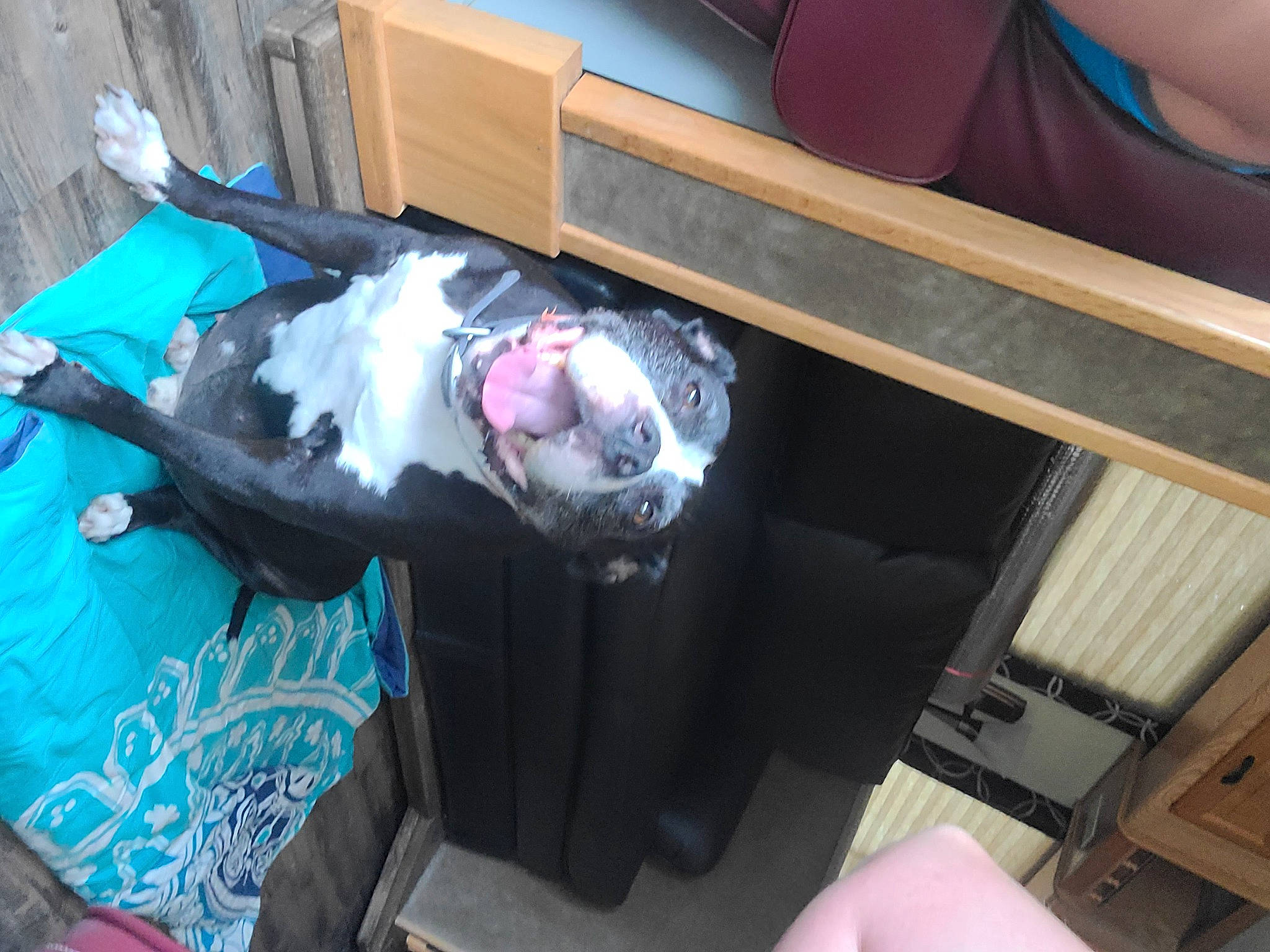 Trouble joined the competition — help win amazing prizes! auto_part, carnivore, companion_dog, costume, dog_breed, event, eyewear, fun, fur, smile, tail, tree, vehicle_door, wood