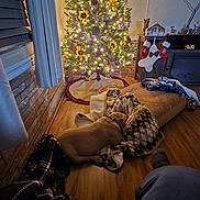 Money is registered to the contest to win money with this photo: dog, blanket, christmas_tree, stockings, decorations, lights, flooring, wood_floor, curtains, cabinet, television, home_interior, cozy, pet, holiday, ornaments, relaxing, christmas, festive, sleeping