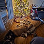 dog, blanket, christmas_tree, stockings, decorations, lights, flooring, wood_floor, curtains, cabinet, television, home_interior, cozy, pet, holiday, ornaments, relaxing, christmas, festive, sleeping