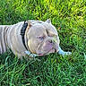 Money is registered to the contest to win money with this photo: animal, bulldog, canine, closeup, collar, cute, daylight, dog, fur, grass, greenery, mammal, nature, outdoor, pet, playful, resting, sniffing, summer, wrinkled_face