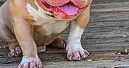 Money is registered to the contest to win money with this photo: animal, blue_eyes, bulldog, canine, close_up, daylight, dog, domestic_animal, fur, furniture, happy, outdoor, paw, pet, rustic, sitting, smiling, tongue_out, window, wooden_deck