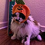 cat, pumpkin_hat, costume, black_and_white, fluffy, indoor, wooden_floor, skateboard, purple_lighting, wall, pet, animal, sitting, cute, feline, holiday, halloween, hat, domestic, portrait