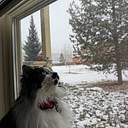 Monty joined the competition — help win amazing prizes! cat, black_and_white, fluffy, collar, window, snow, winter, tree, rock, outdoor, pet, looking, indoor, screen, nature, animal, portrait, curious, daylight, feline