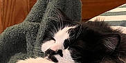 Monty is registered to the contest to win money with this photo: cat, sleeping, black_and_white, blanket, cozy, indoor, furniture, wood, cushion, resting, pet, fur, close_up, whiskers, paw, relaxation, soft_texture, home, comfort, nap