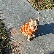 King is registered to the contest to win money with this photo: animal, cute, daylight, dog, ears, french_bulldog, fur, grass, looking_up, nature, orange, outdoor, pavement, pet, shadow, sidewalk, sitting, small_dog, sunlight, sweater