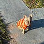 animal, cute, daylight, dog, ears, french_bulldog, fur, grass, looking_up, nature, orange, outdoor, pavement, pet, shadow, sidewalk, sitting, small_dog, sunlight, sweater