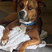 Bubba is registered to the contest to win money with this photo: dog, brown, blue_collar, blanket, indoor, carpet, furniture, wooden_table, pet, lying_down, paw, canine, resting, domestic_animal, companion, animal, close_up, relaxed, household, mammal