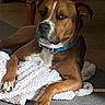 dog, brown, blue_collar, blanket, indoor, carpet, furniture, wooden_table, pet, lying_down, paw, canine, resting, domestic_animal, companion, animal, close_up, relaxed, household, mammal