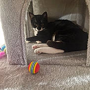 Roxy joined the competition — help win amazing prizes! animal, black_and_white_cat, cat, cat_house, cozy, cute, domestic, feline, fur, indoor, paw, pet, plush, rainbow, relaxed, resting, sleepy, soft, toy_ball, whiskers