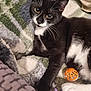 animal, black_and_white, blanket, cat, closeup, cozy, curious, cute, domestic_cat, fur, indoor, laying_down, orange_ball, paw, pet, plush_toy, relaxed, toy, tuxedo_cat, whiskers