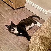 Roxy joined the competition — help win amazing prizes! baseboard, black_and_white, cabinet, carpet, cat, closeup, furniture, indoor, laminate_floor, looking_up, lying_down, paws, pet, portrait, tail, tuxedo_cat, wall, whiskers, wood_floor, yellow_eyes