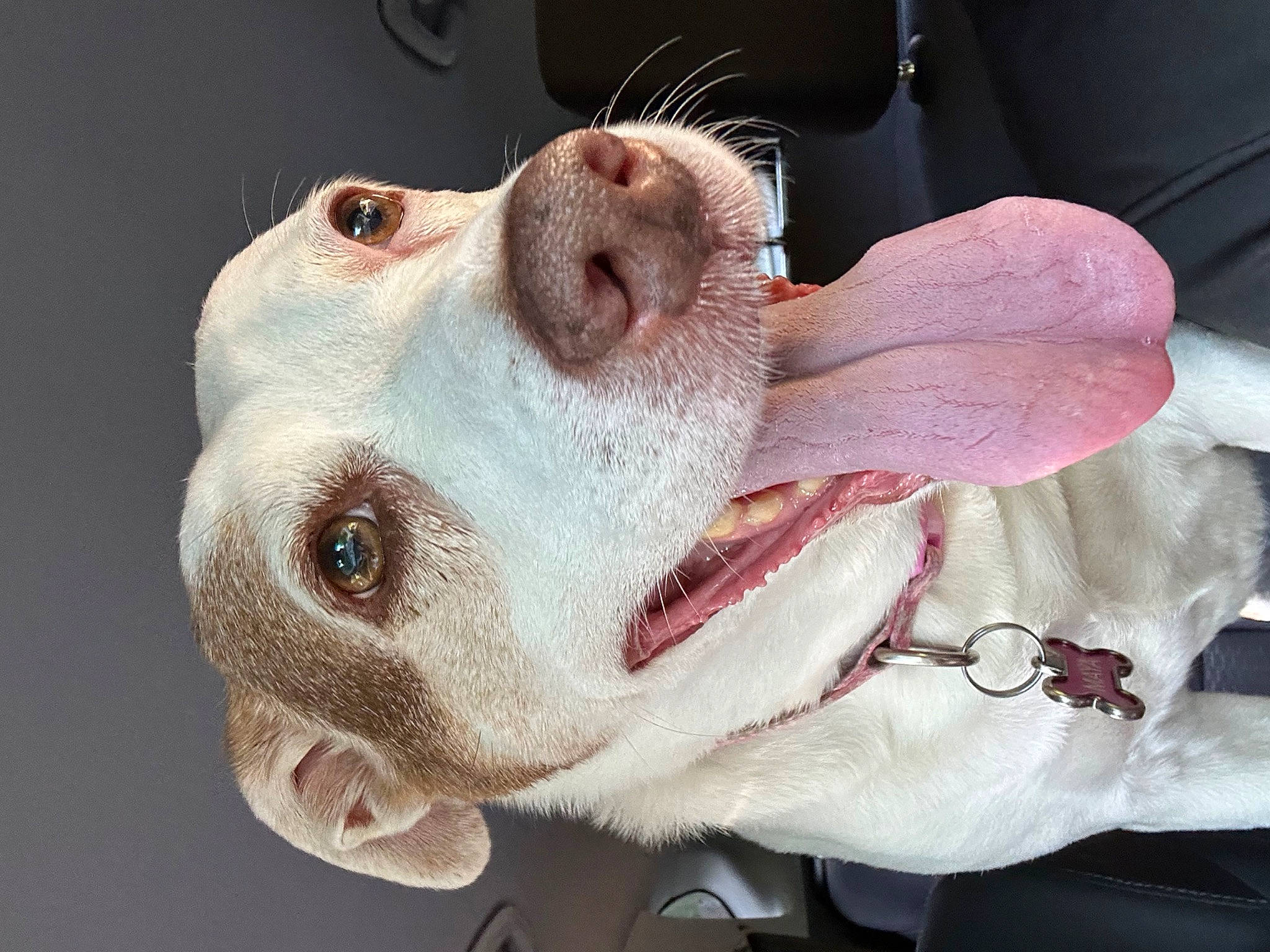 Maya joined the competition — help win amazing prizes! canidae, carnivore, collar, companion_dog, dog, dog_breed, dog_collar, ear, eyelash, fang, fawn, flesh, fur, jaw, liver, non_sporting_group, snout, sporting_group, whiskers, working_animal