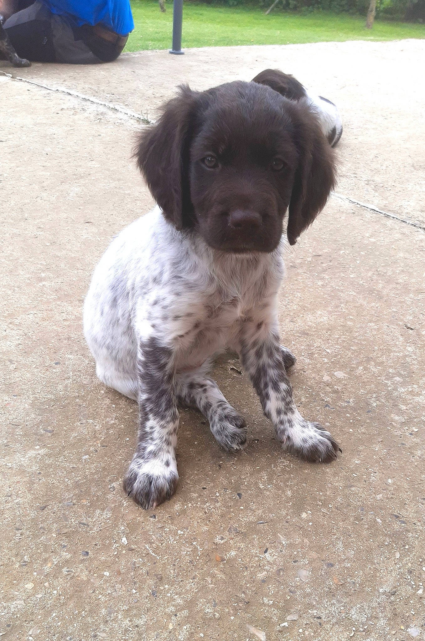 Stockholm a rejoint le concours — aidez-le/la à gagner de superbes lots ! canidae, carnivore, companion_dog, dog, dog_breed, fur, gun_dog, hunting_dog, liver, plant, pointing_breed, snout, soil, spaniel, sporting_group, tail, terrestrial_animal, wetterhoun, working_animal, working_dog