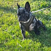 Athena a rejoint le concours — aidez-le/la à gagner de superbes lots ! dog, puppy, french_bulldog, harness, grass, outdoor, pet, animal, leash, sunlight, nature, cute, sitting, young_dog, mammal, spotting, playful, daylight, small_dog, canine