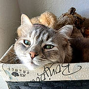 Sheila joined the competition — help win amazing prizes! animal, basket, blanket, cat, cozy, cute, domestic, ears, face, feline, fur, green_eyes, indoor, pet, relaxed, resting, sleepy, soft_light, texture, whiskers