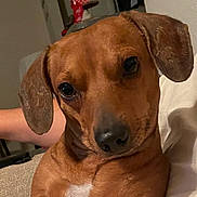 Bruno is registered to the contest to win money with this photo: dog, brown_dog, pet, indoor, couch, paw, resting, curious, closeup, canine, animal, household, furniture, relaxed, companion, portrait, looking, ears, snout, cozy