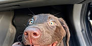 Duke joined the competition — help win amazing prizes! dog, puppy, chocolate_labrador, tongue_out, car_interior, car_floor_mat, happy, pet, canine, animal, excited, close_up, snout, eyes, collar, person_leg, footwear, black_pants, vehicle, joy